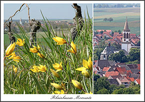 Wildtulpen bei Gau Odernheim Postkarte